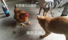 鸡犬“不”宁