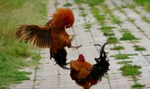 外公家的大公鸡