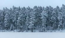 白色森林读后感