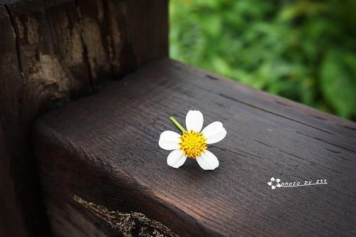 有一朵小花