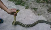 我变成了一条蛇