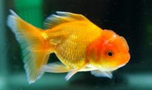 小金鱼我想对你说