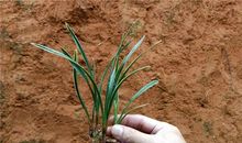 好一片“绿云”