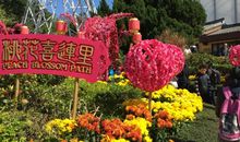 “年宵花市”之旅