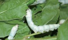 我是一条蚕宝宝