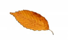 明天我将珍藏一片落叶