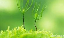 热爱生命的作文350字