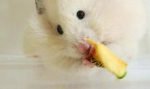 我是一只宠物小仓鼠