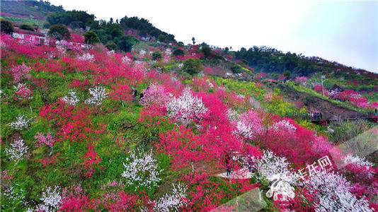 在花园里赏花