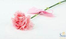 送您一枝康乃馨