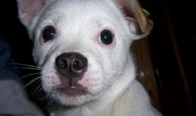 我的小狗——小白