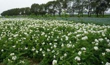 百花齐绽在冬季