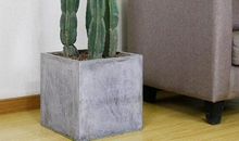 我是一株仙人柱