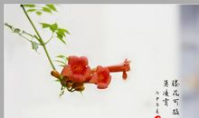 那一朵“凌霄花”亮了