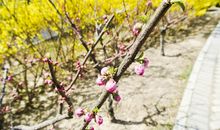 微微一笑春暖花开