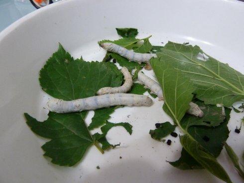 阳春市童蚕