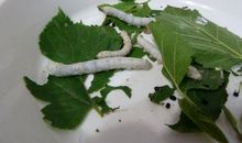 阳春童年蚕宝宝