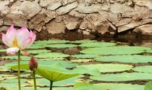 蛙鸣并没有结束