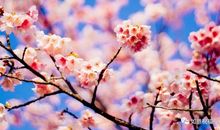 我把春天藏了起来