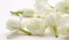 阳光下的茉莉花