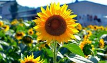 宽容让生活变得更加美好