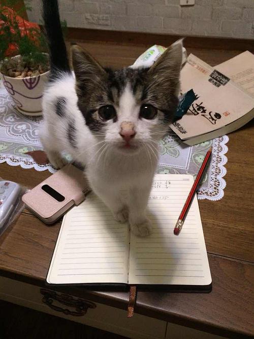 我可爱的小猫