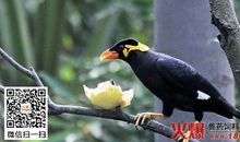 一只八哥鸟给我的教训