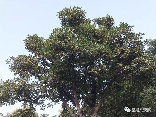 邻居家的桂花树