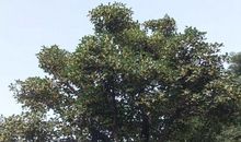 邻居家的桂花树