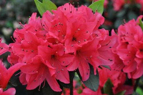 花卉市场探索