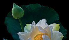 留住心中的一方净土