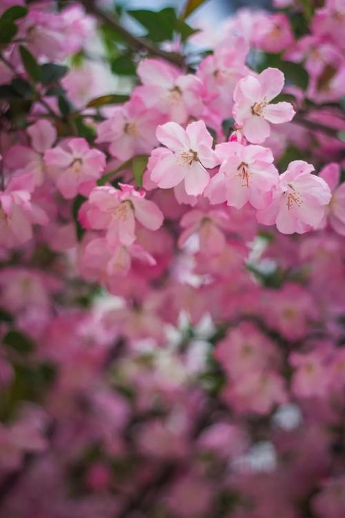 春天的花朵