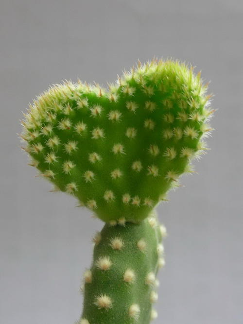 我的植物朋友仙人掌
