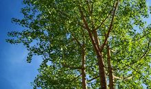 假如我是一棵银杏树