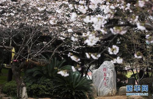 云朵樱花