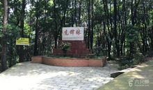 东台山森林公园踏春记