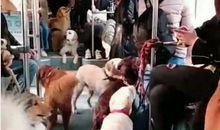 公交车上的那件事