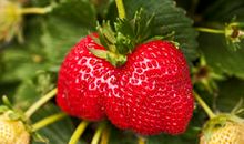 爱在草莓成熟之际