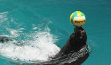 畅游杭州海洋公园