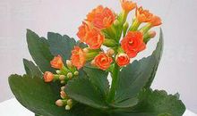 我认识了长寿花