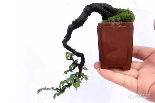 忙碌而开心