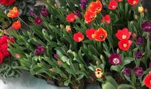 “年宵花市”闹新春