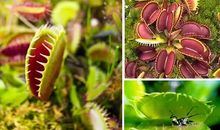 一种奇怪的植物