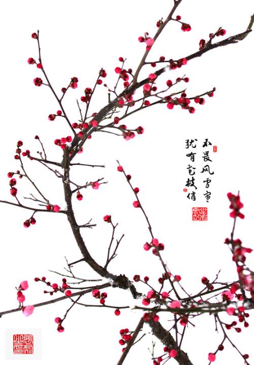 我会成为李子