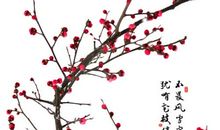 我愿意是一枝梅花