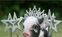 “珠”与“猪”的区别