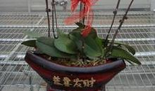 让我成长的“年宵花市”