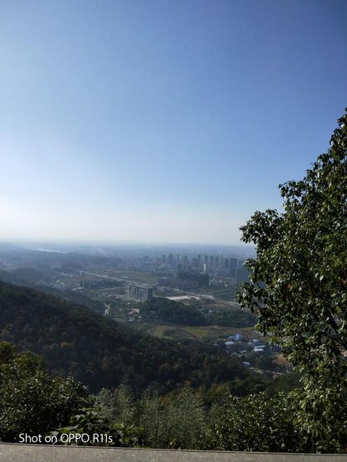 东台山的树苗