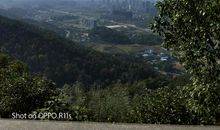 东台山上的树苗