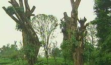 校园里的百年老树